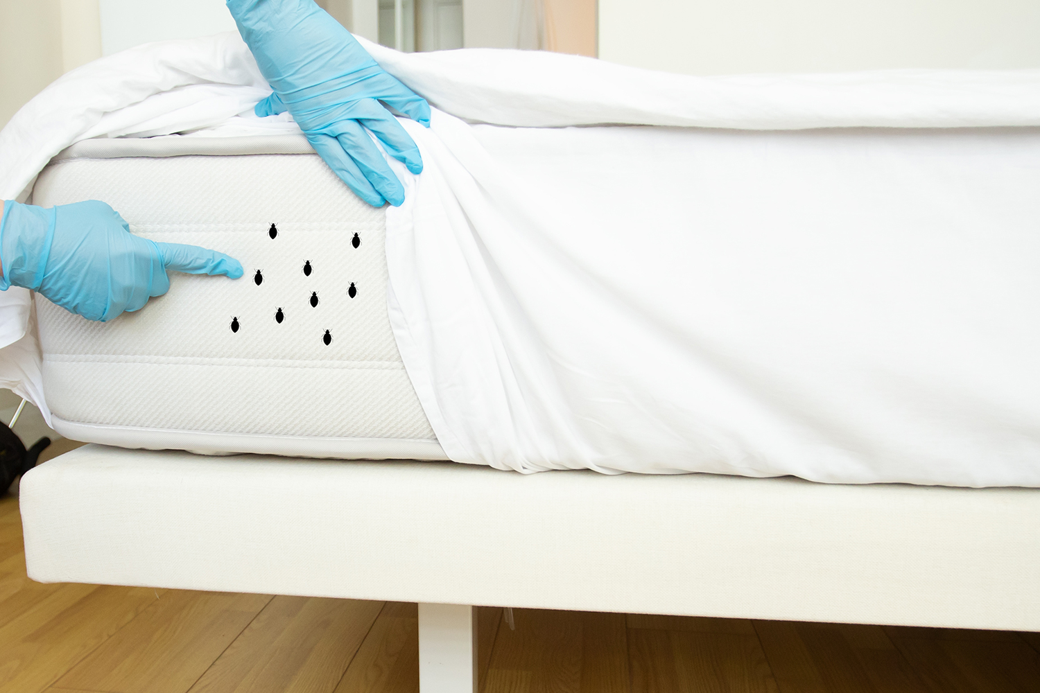 Punaises de lit : utiliser les produits chimiques en dernier recours   Anses - Agence nationale de sécurité sanitaire de l'alimentation, de  l'environnement et du travail