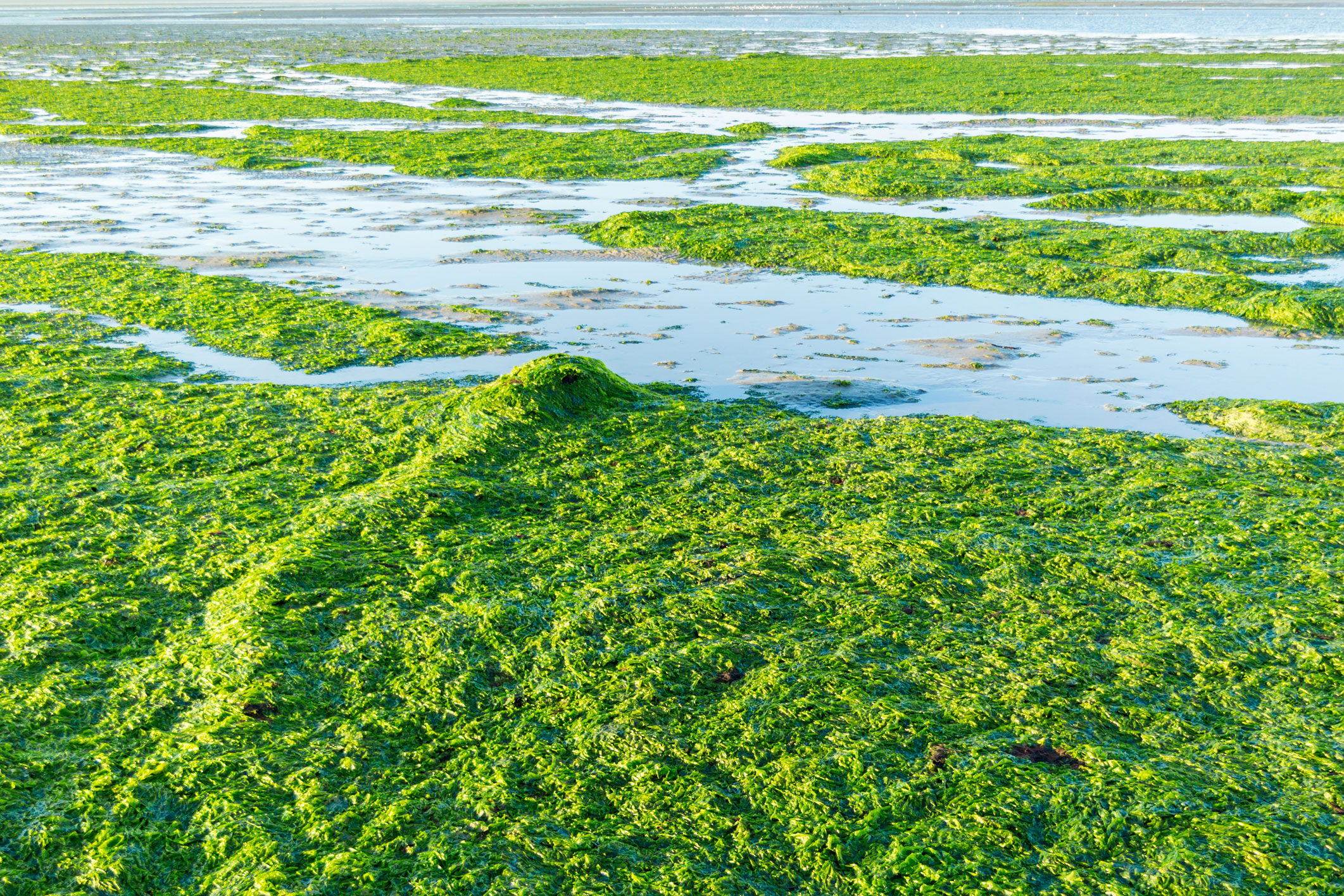 Algues vertes et santé animale  Anses - Agence nationale de sécurité  sanitaire de l'alimentation, de l'environnement et du travail