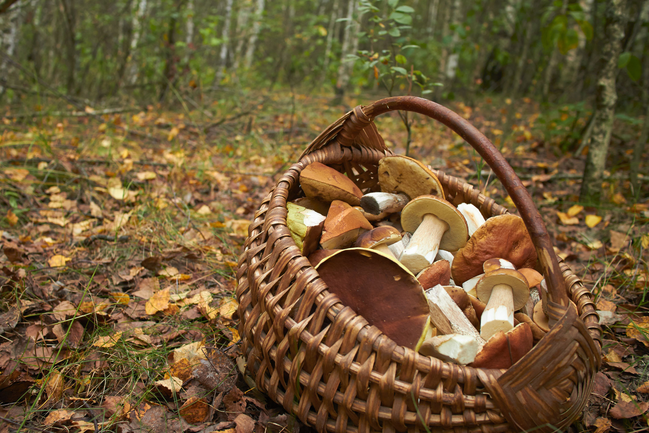 La saison de cueillette des champignons commence : restez vigilants face aux risques d’intoxications !