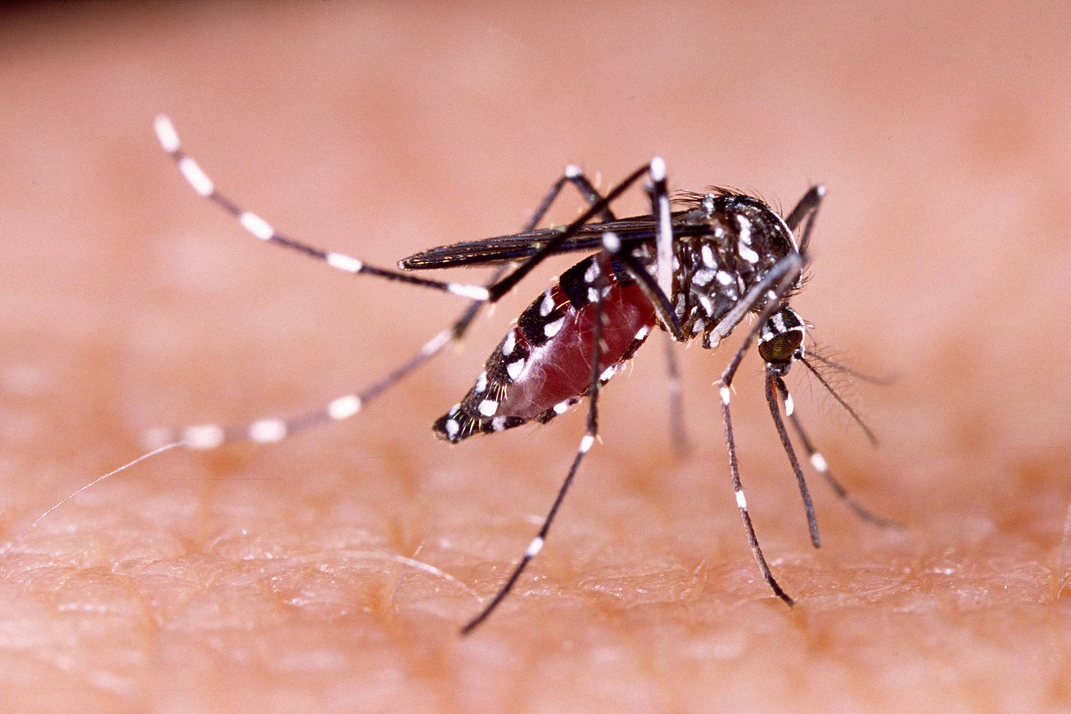 Le moustique tigre | Anses - Agence nationale de sécurité sanitaire de l'alimentation, de l'environnement et du travail