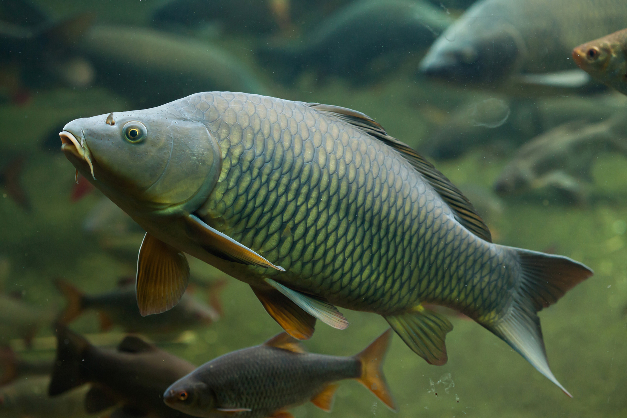 Рыба карп вытесняет 500 см3 воды. Сазан (Cyprinus Carpio). Карп обыкновенный – Cyprinus Carpio. Сазан (= Карп обыкновенный) – Cyprinus Carpio. Краснуха карпа (аэромоноз).