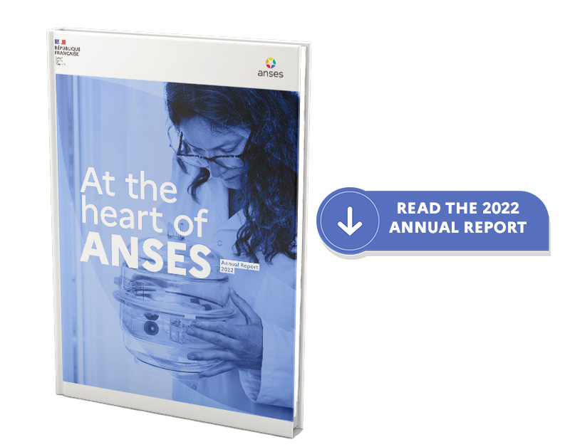 At the heart of Anses