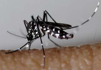 Le moustique tigre (Aedes albopictus)