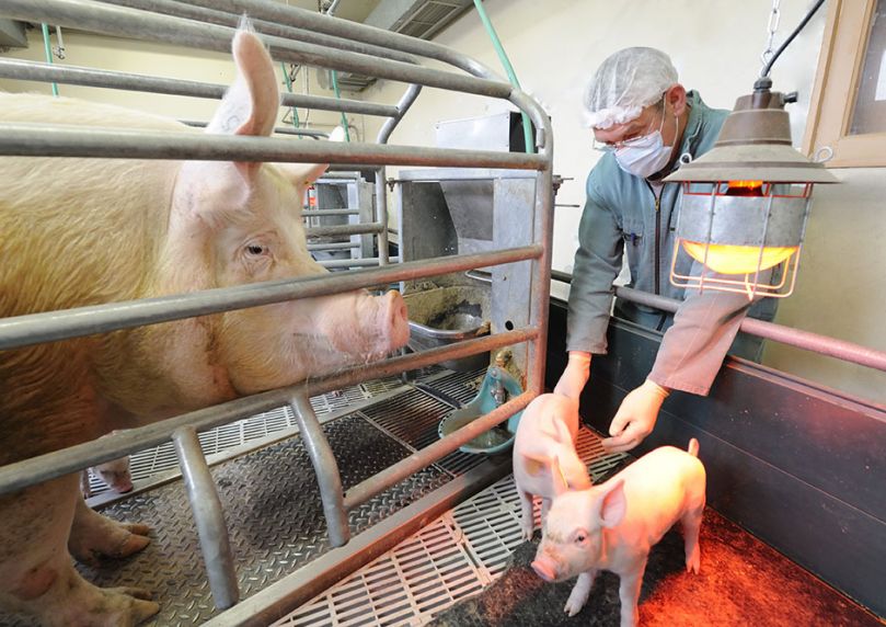 Virus influenza de la grippe du porc : éviter la transmission entre animaux et humains