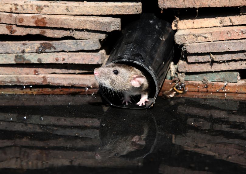 Research projects to improve understanding of emerging pathogens that can be transmitted from animals to humans