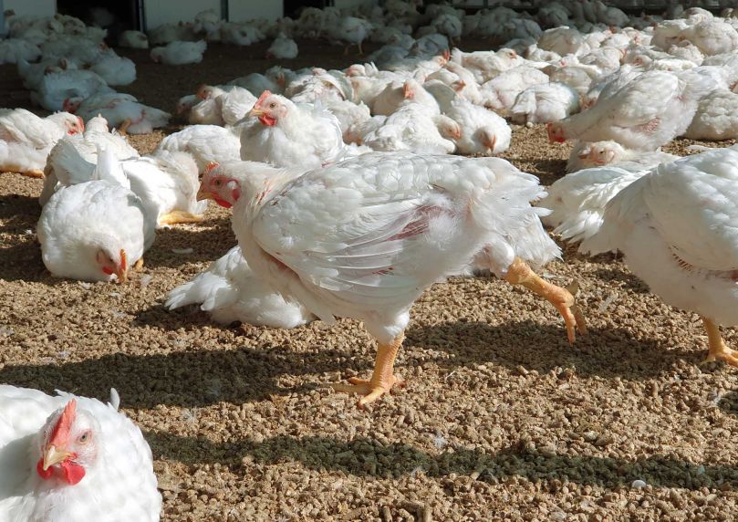 Covered verandas for chicken welfare