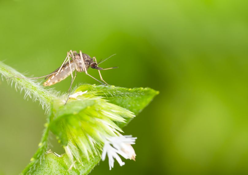 Un modèle de collaboration “Une seule santé” face au virus West-Nile