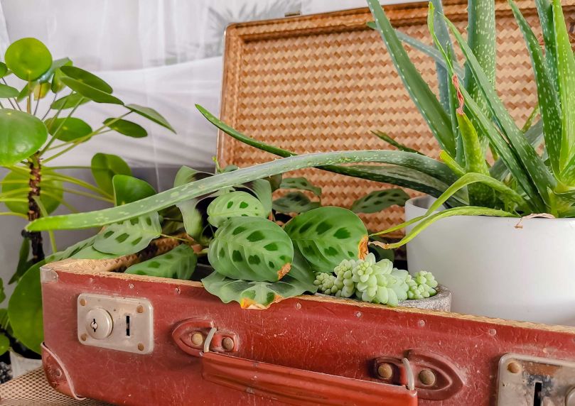 Plantes dans une valise