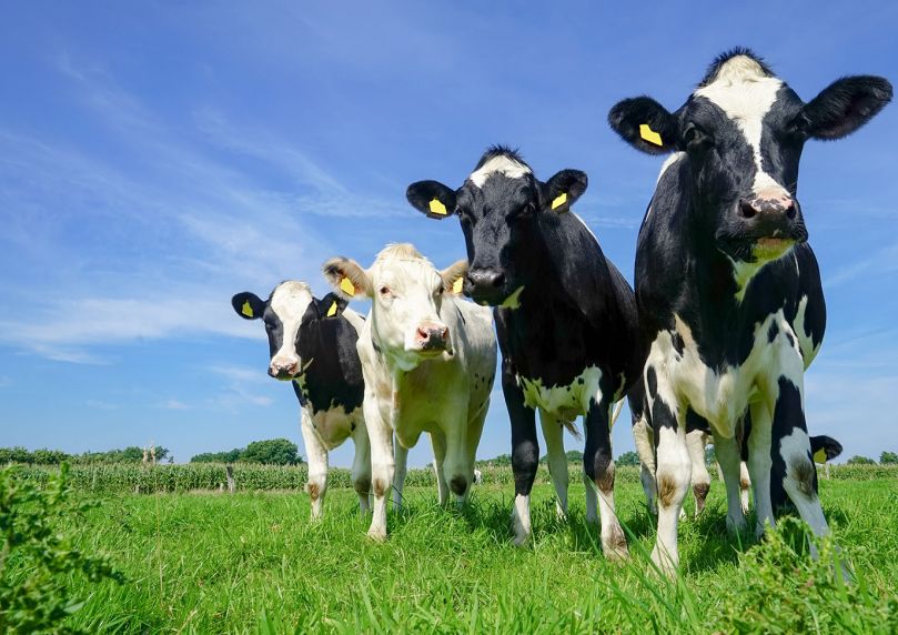 Antibiorésistance en santé animale : bilan 2024