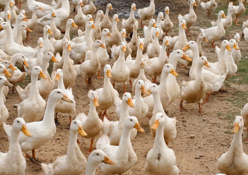 Influenza aviaire : les risques pour la santé humaine et les mesures de prévention