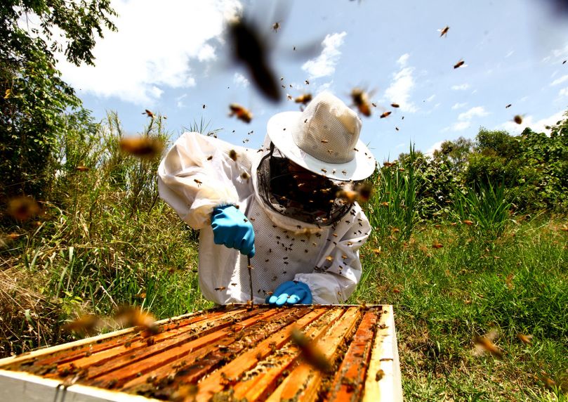 Réduire la contamination des cires utilisées en apiculture pour améliorer la santé des abeilles