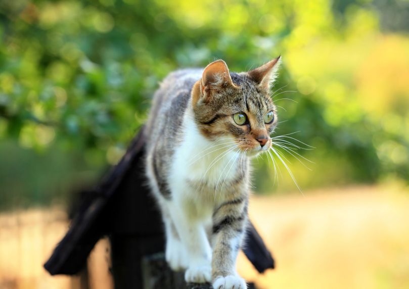 Antiparasitaire Chat