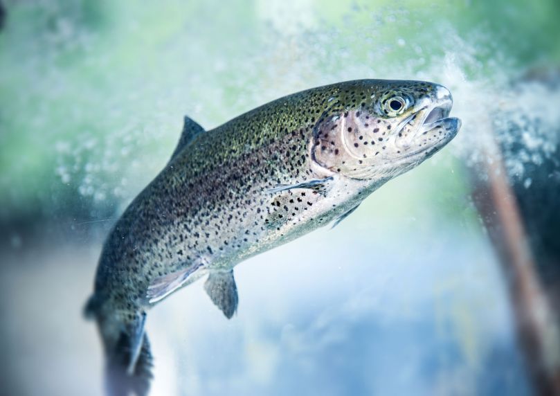 Truite arc-en-ciel