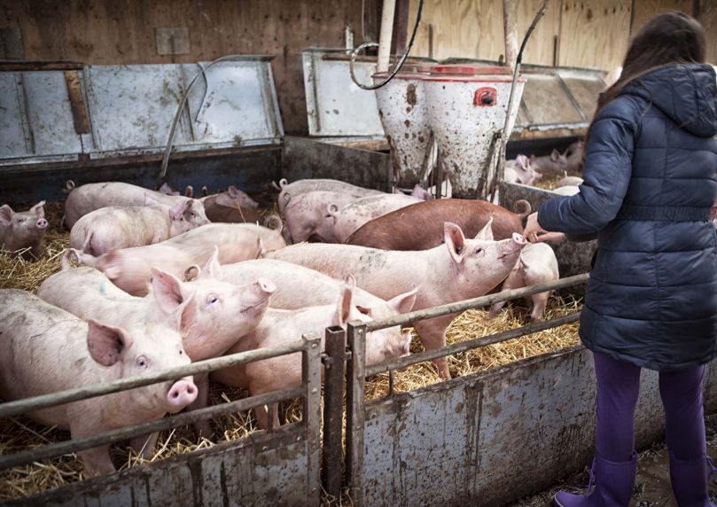 Un groupe de porcs dans un élevage