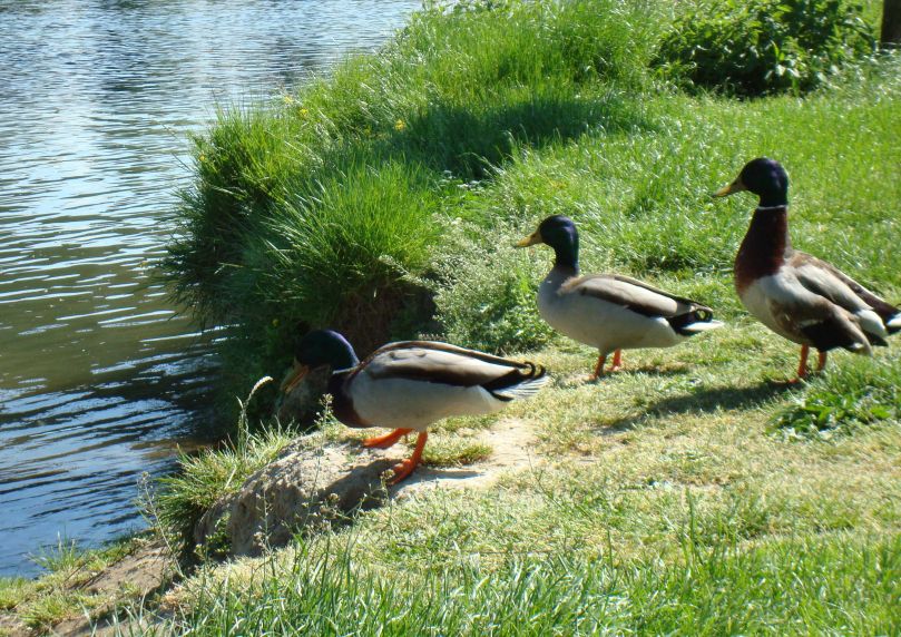 canards colverts au bord de l'eau