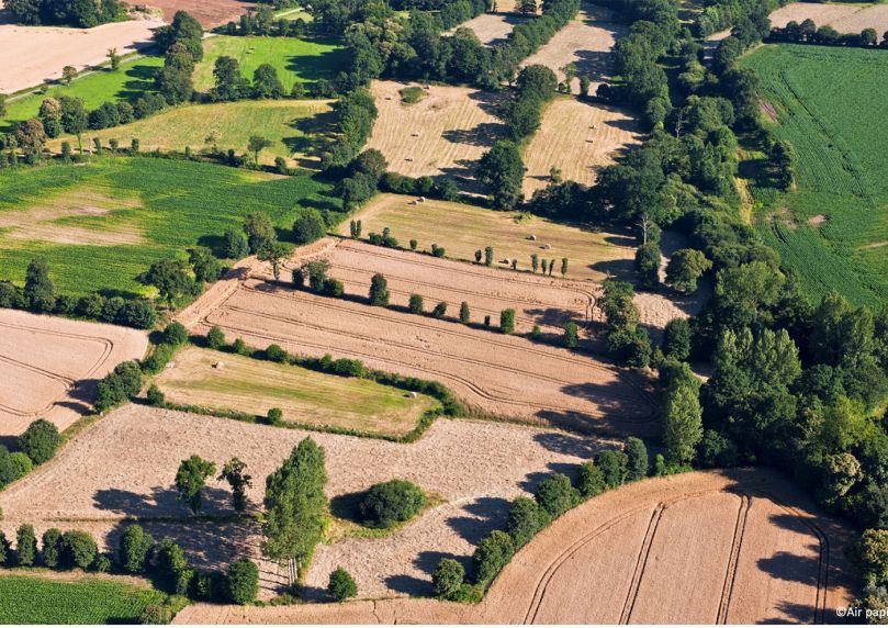 Des paysages bocagers pour favoriser la diversité végétale dans les champs cultivés