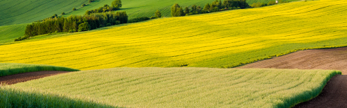 La phytopharmacovigilance