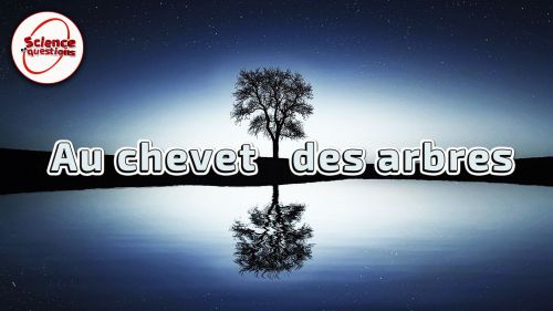 Quand les arbres tombent malades