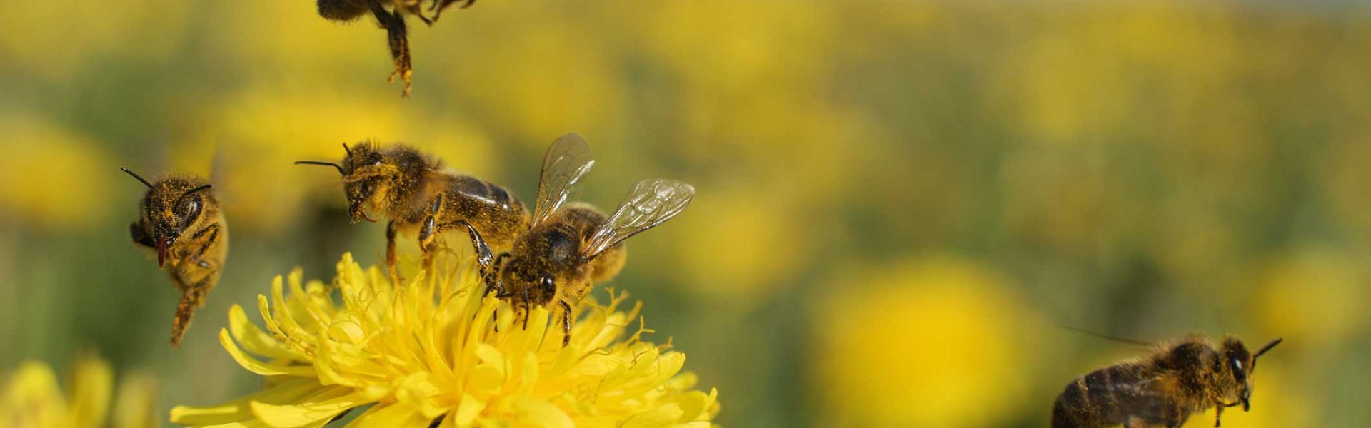 Santé des abeilles