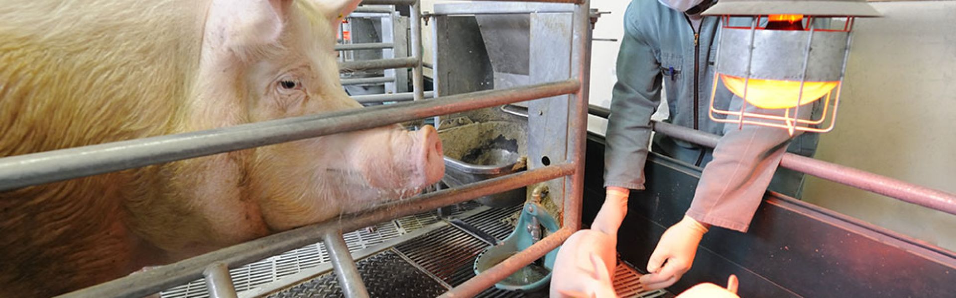 Virus influenza de la grippe du porc : éviter la transmission entre animaux et humains