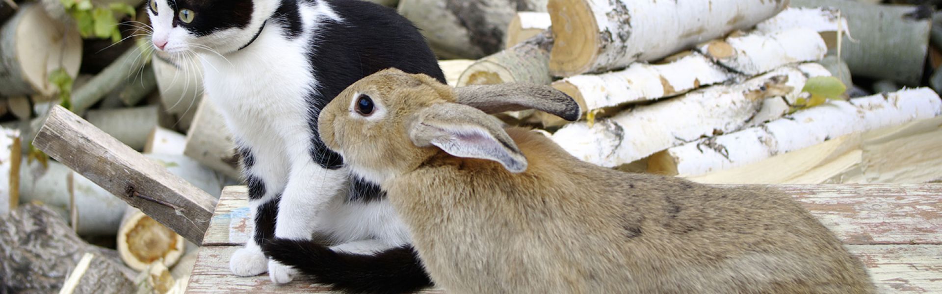 Antiparasitaires : utilisez un produit adapté à votre animal de compagnie