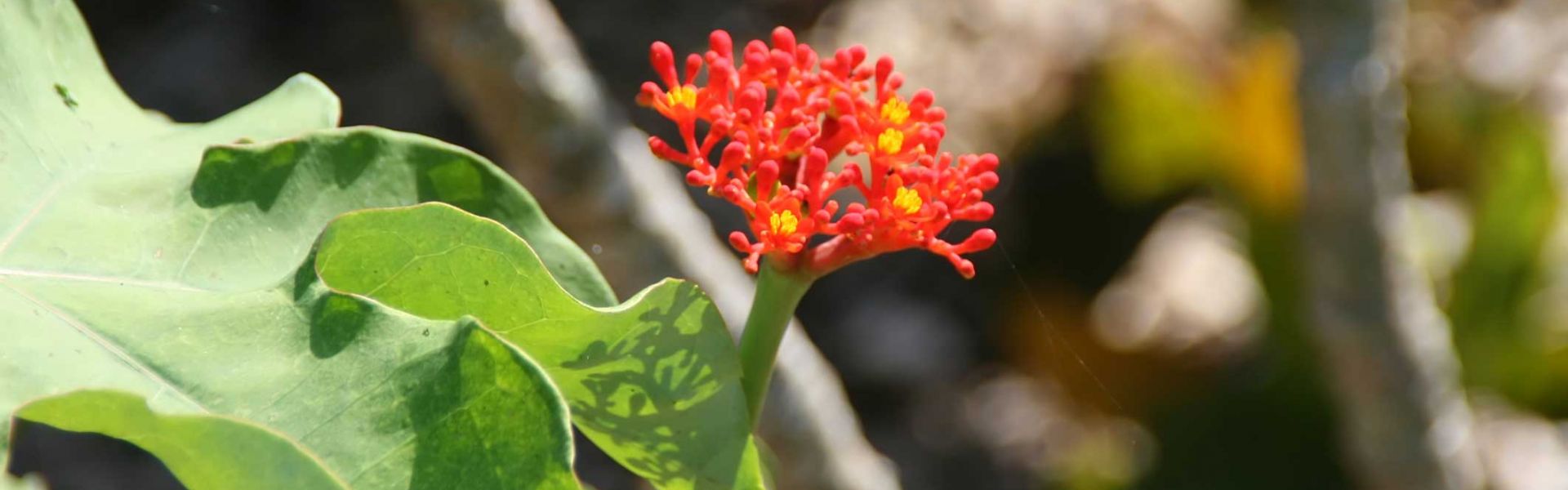 Fleur de corail ou baobab nain