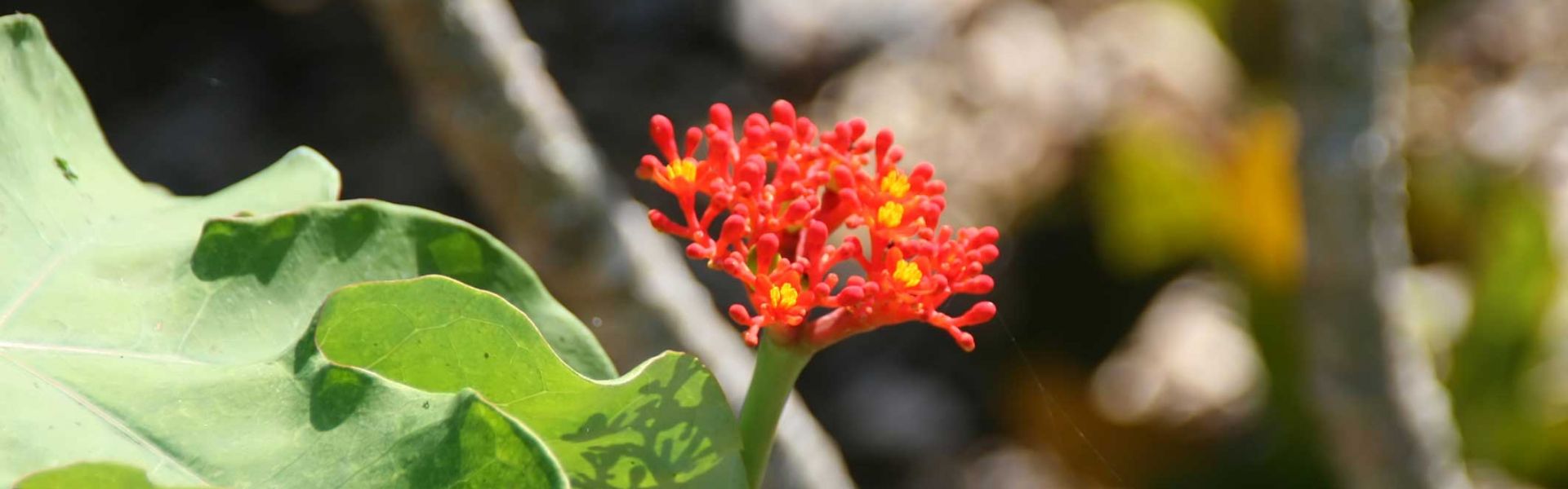 Fleur de corail ou baobab nain