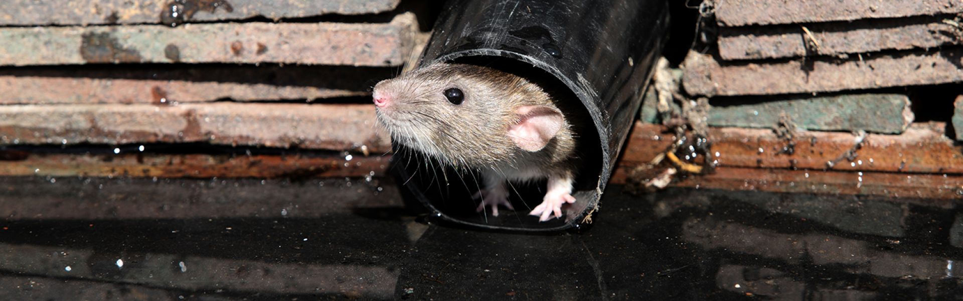 Research projects to improve understanding of emerging pathogens that can be transmitted from animals to humans