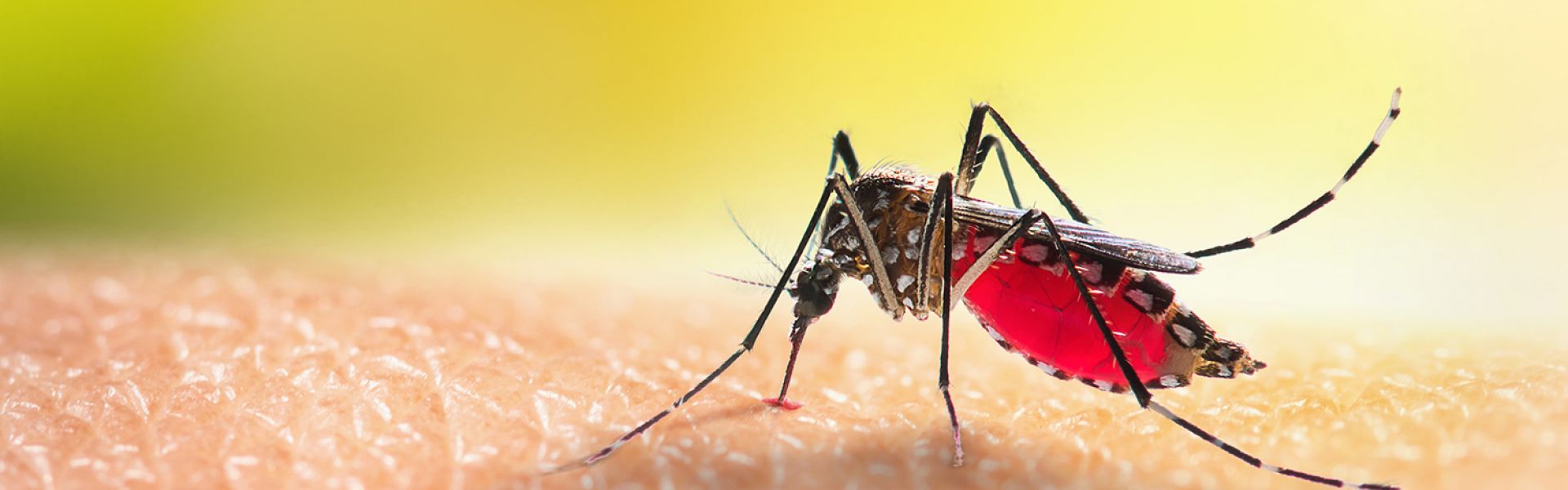 Dengue, chikungunya, Zika : quelle efficacité des lâchers de moustiques pour prévenir les épidémies ? 