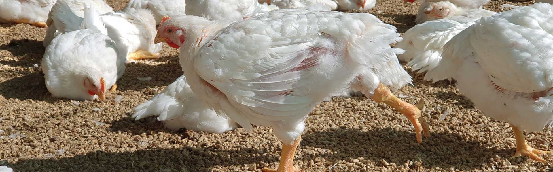 Des poulets dans un jardin d'hiver