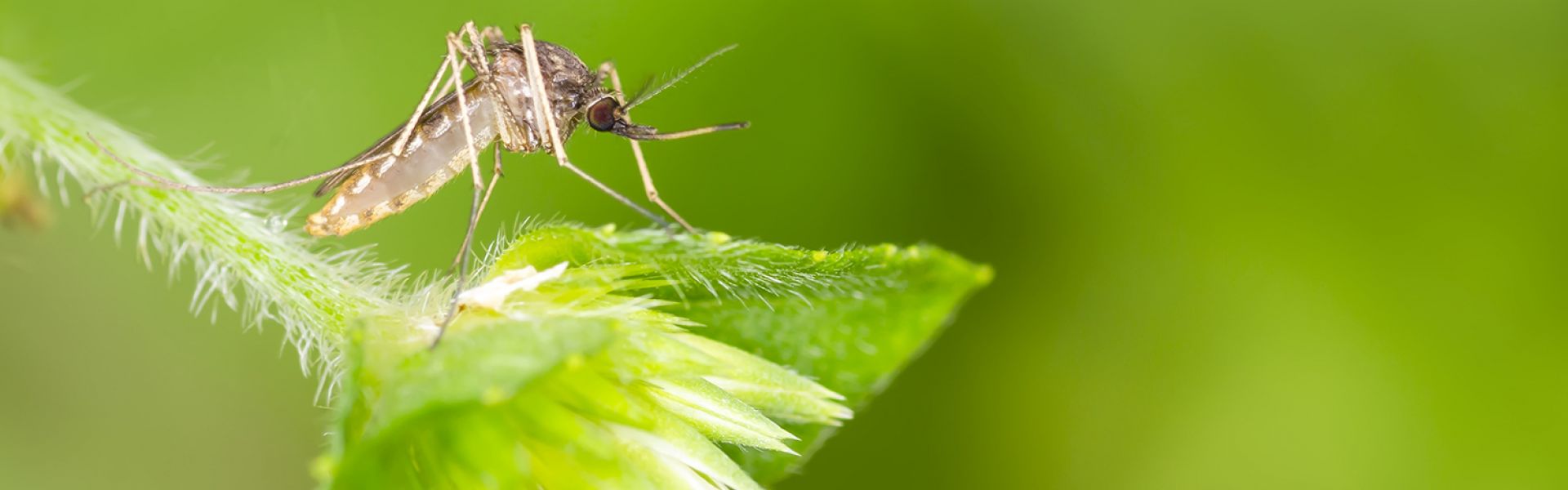 Un modèle de collaboration “Une seule santé” face au virus West-Nile