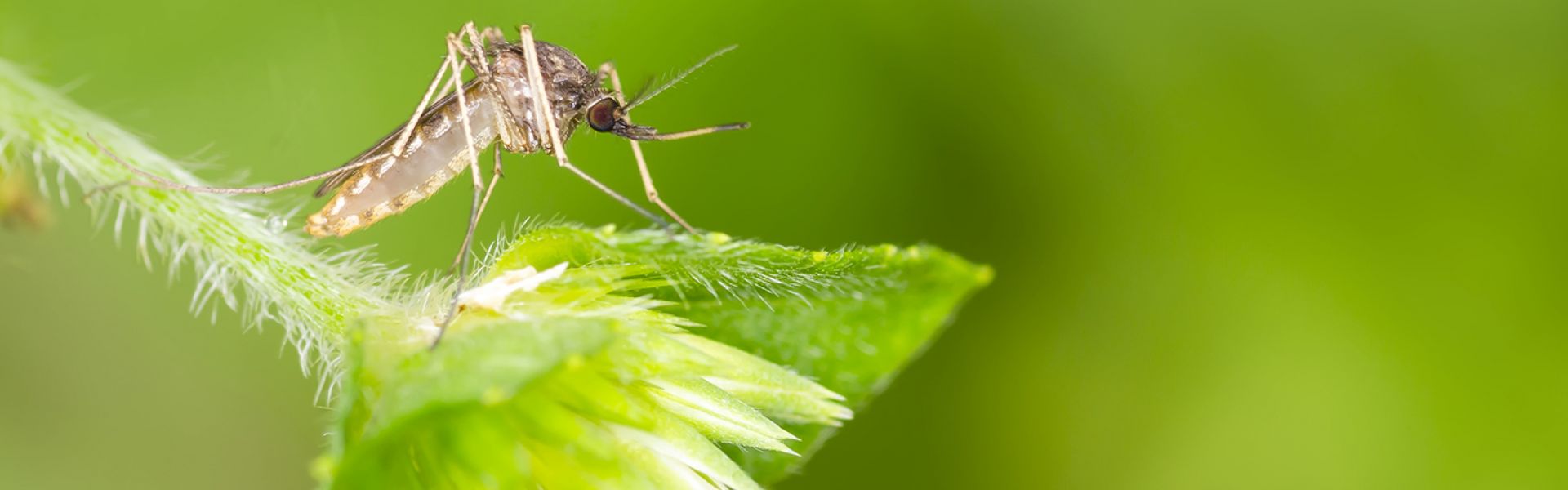 Un modèle de collaboration “Une seule santé” face au virus West-Nile