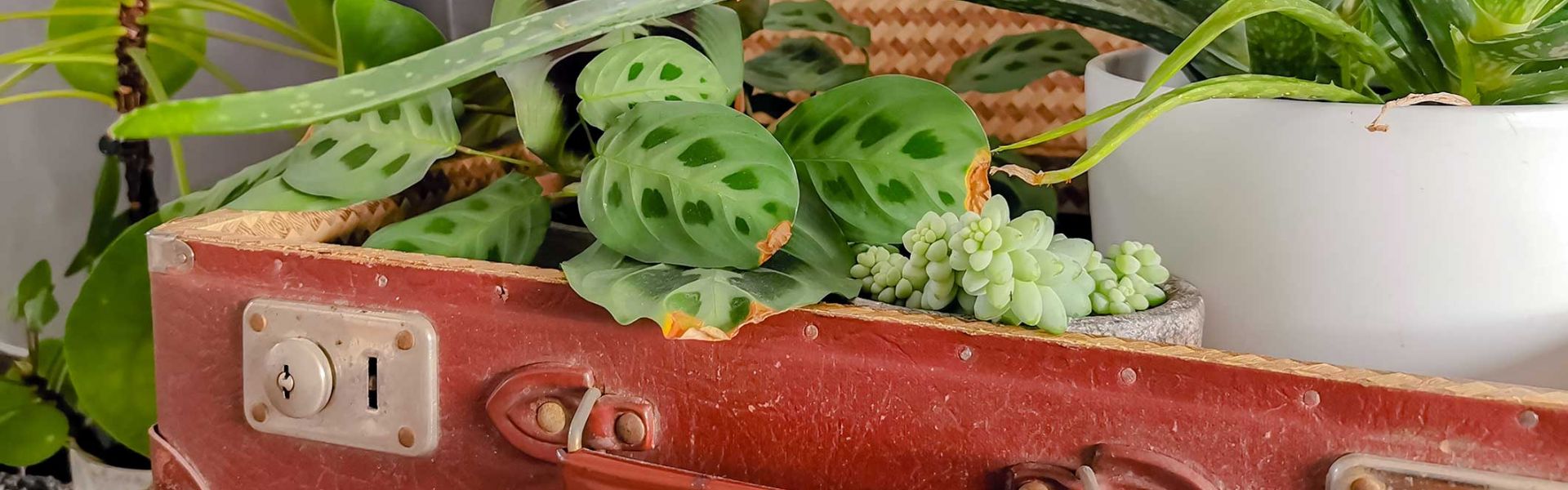 Plantes dans une valise