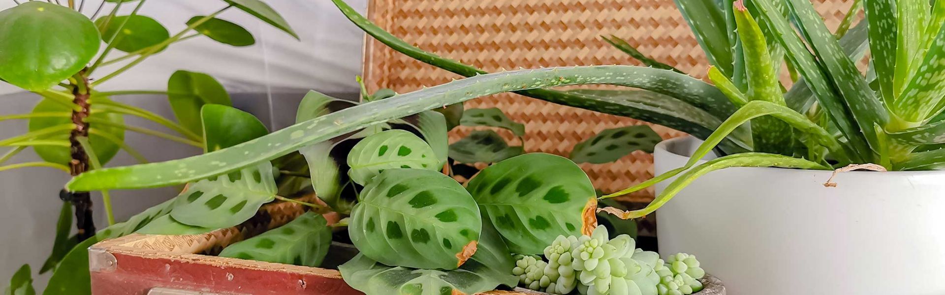 Plantes dans une valise