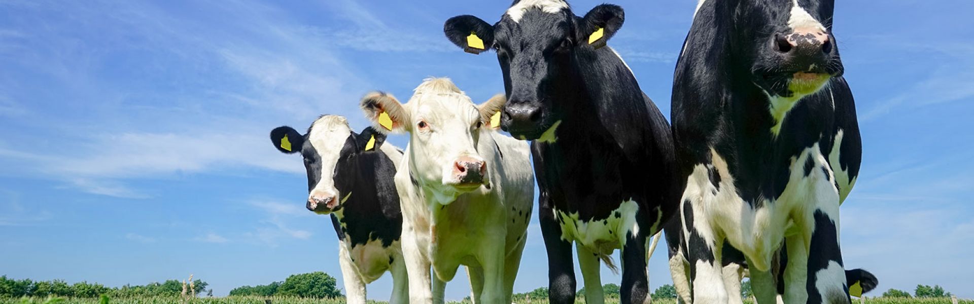 Antibiorésistance en santé animale : bilan 2024