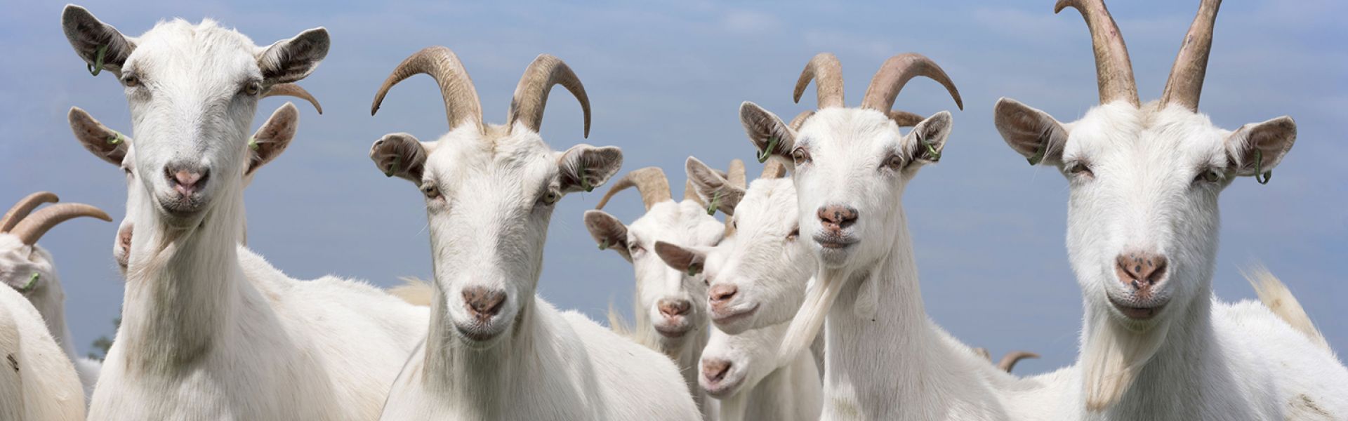 Salon international caprin Capr’Inov 