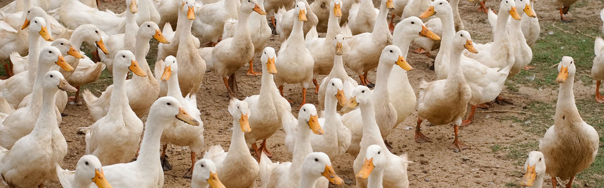 Influenza aviaire : les risques pour la santé humaine et les mesures de prévention