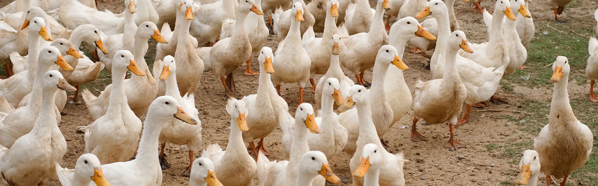 Influenza aviaire : les risques pour la santé humaine et les mesures de prévention