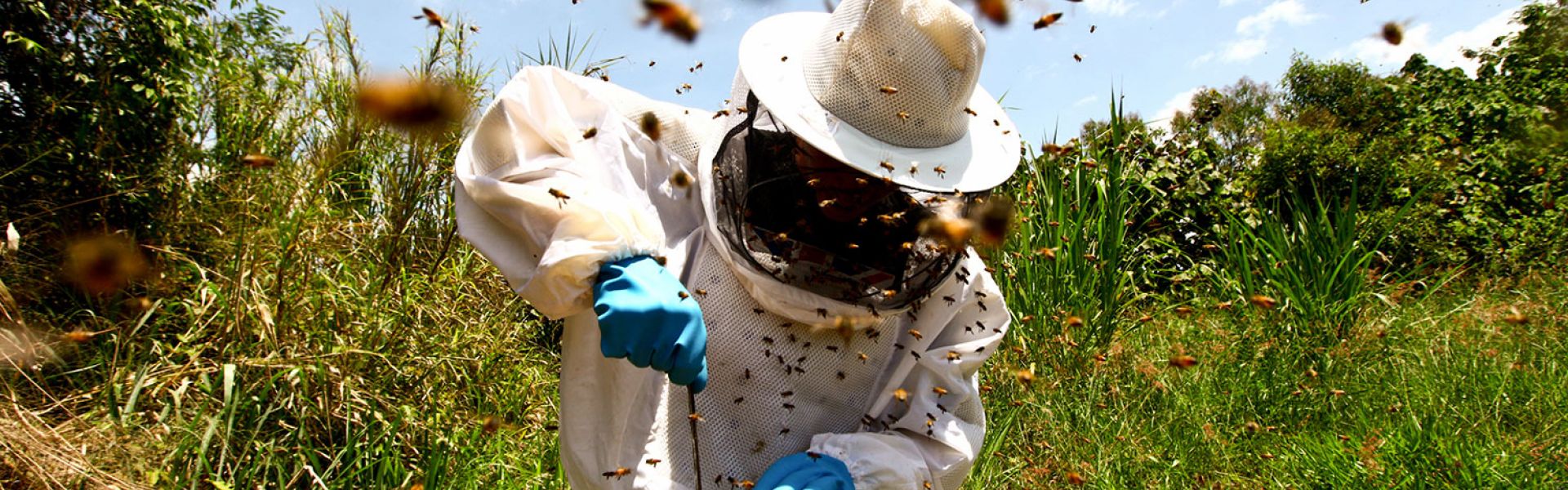 Réduire la contamination des cires utilisées en apiculture pour améliorer la santé des abeilles