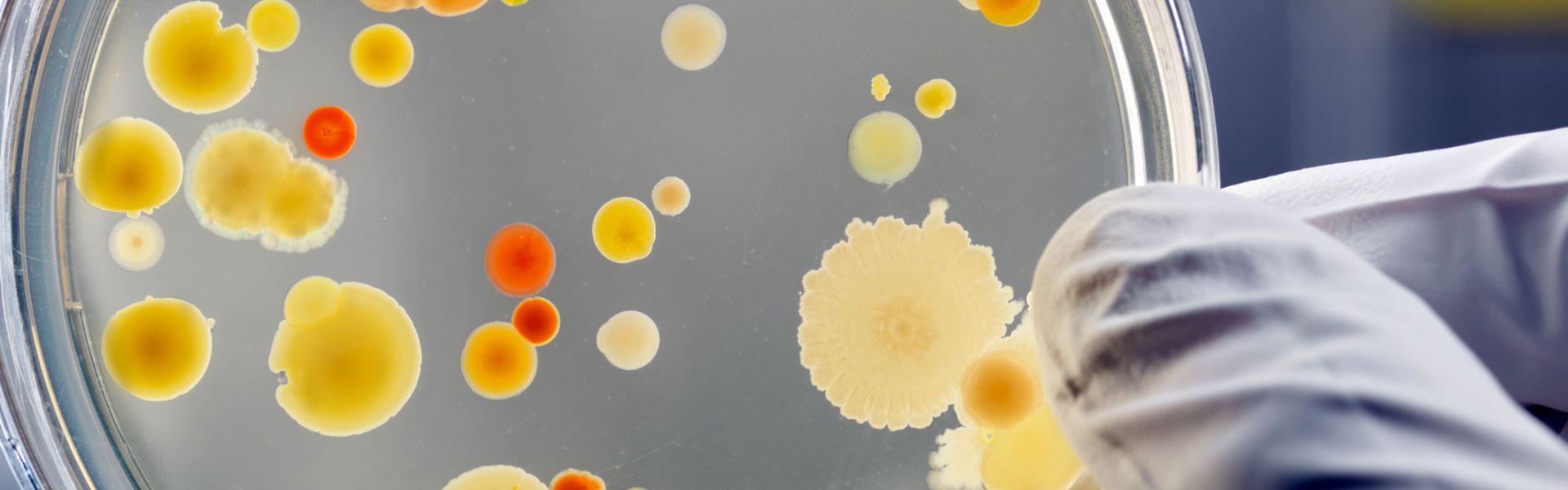 Activités de référence du laboratoire de Ploufragan-Plouzané-Niort