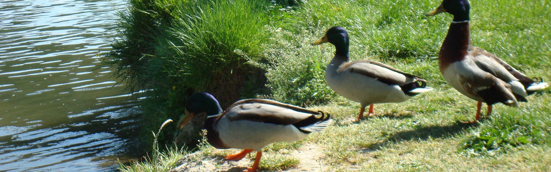 canards colverts au bord de l'eau