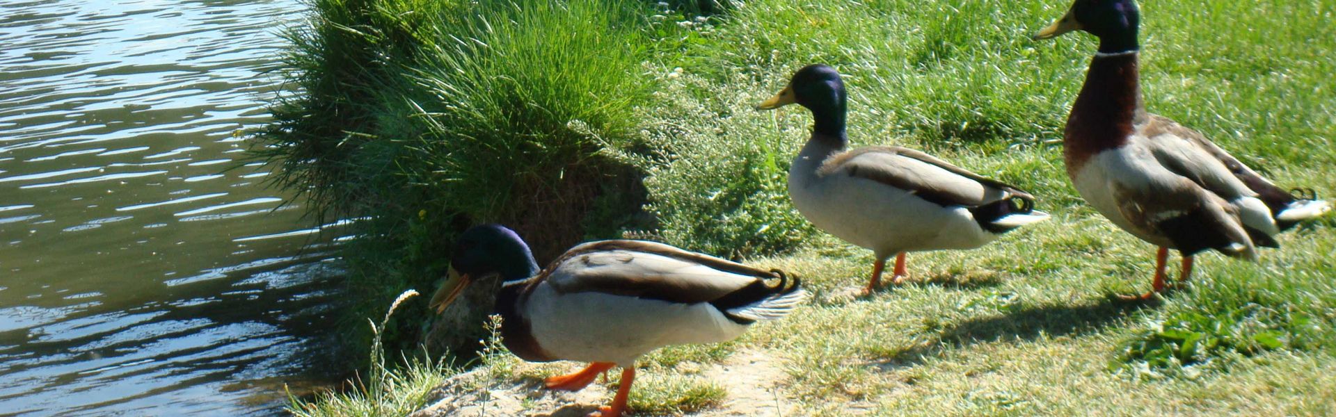canards colverts au bord de l'eau