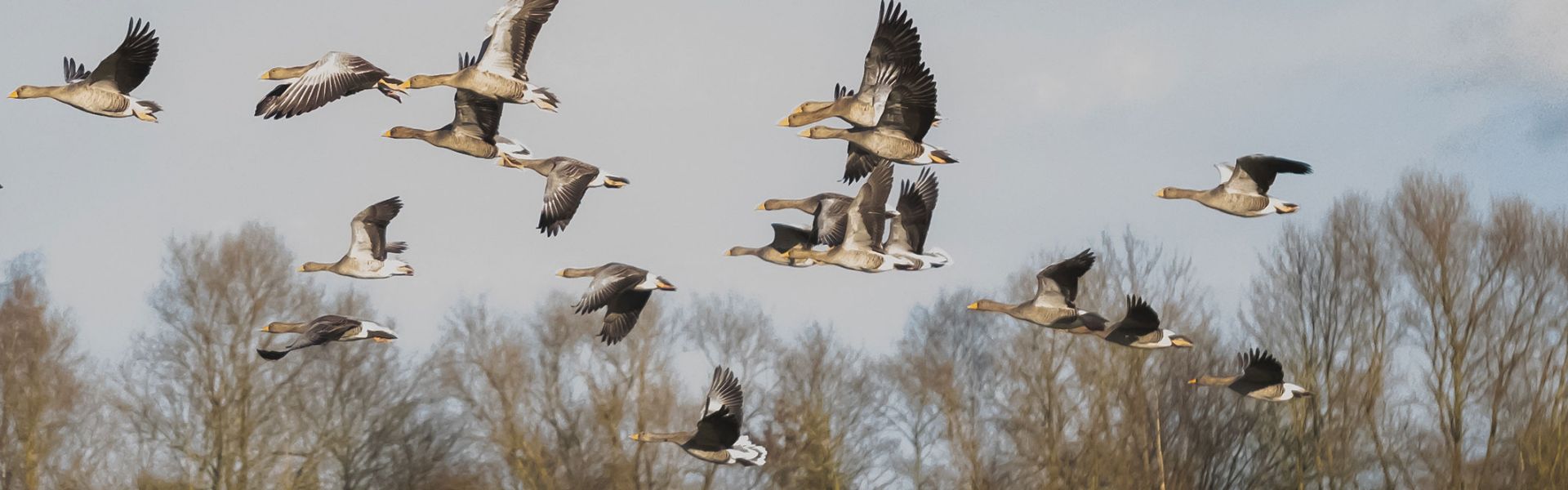 Migration oiseaux sauvages
