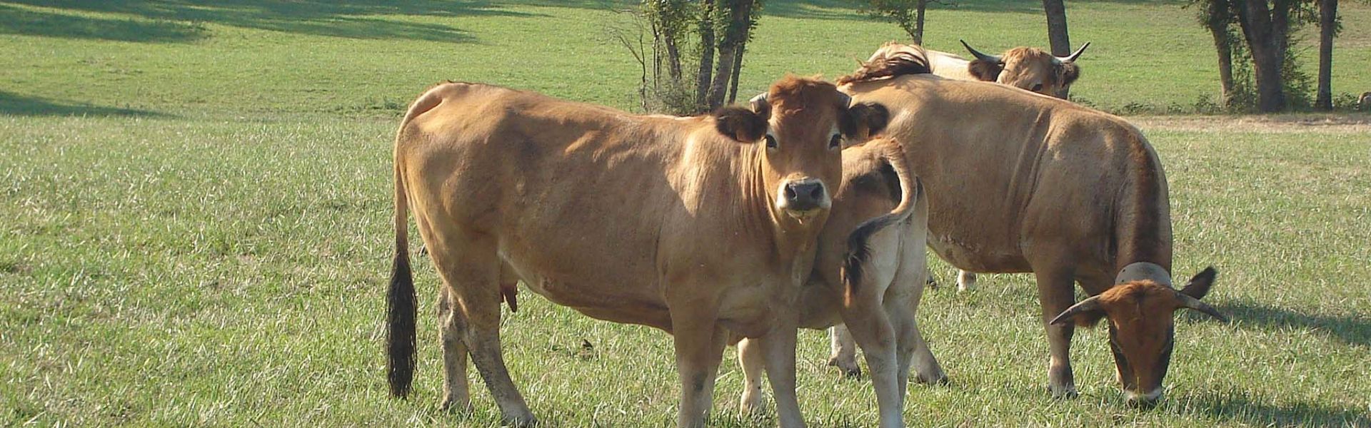 Des vaches dans un pré