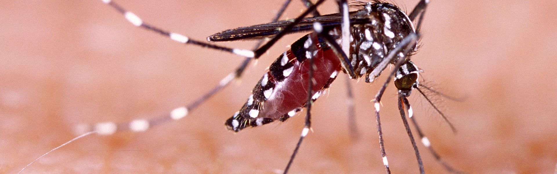The tiger mosquito | Anses - Agence nationale de sécurité sanitaire de  l'alimentation, de l'environnement et du travail