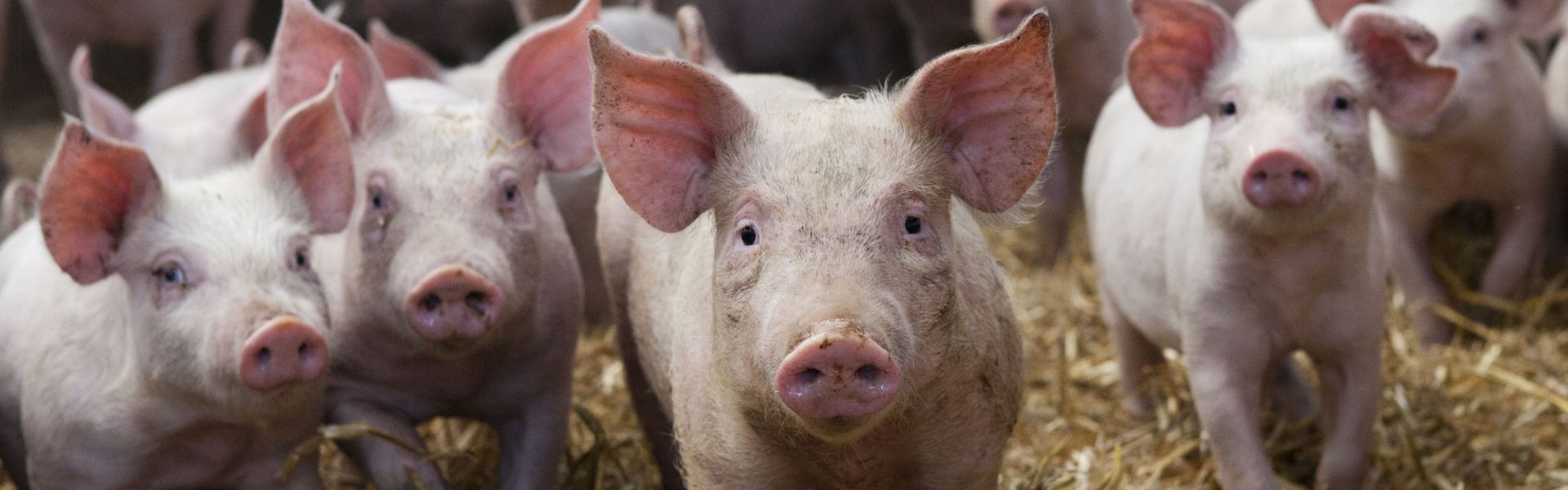 Swine flu: a challenge for livestock and human health | Anses - Agence  nationale de sécurité sanitaire de l'alimentation, de l'environnement et du  travail