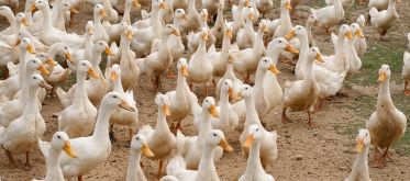 Influenza aviaire : les risques pour la santé humaine et les mesures de prévention