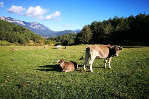Un troupeau de vaches dans les montagnes