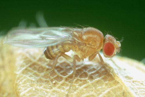 Une mouche drosophile