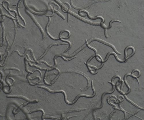 Nématodes phytoparasites